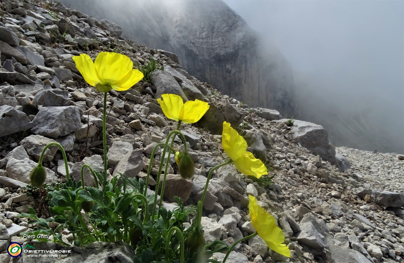 42 Papavero alpino (Papaver rhaetichum) nei macereti del Mandrone.JPG
